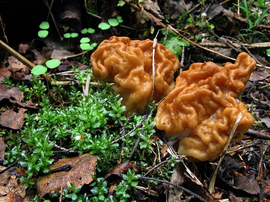 Гриб строчок гигантский