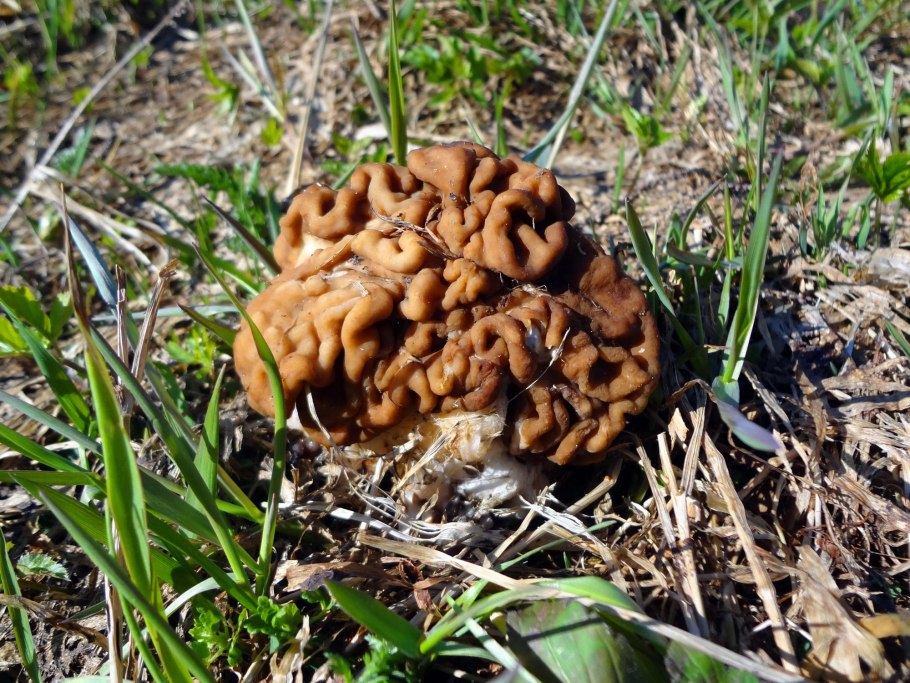 Строчок гигантский и обыкновенный