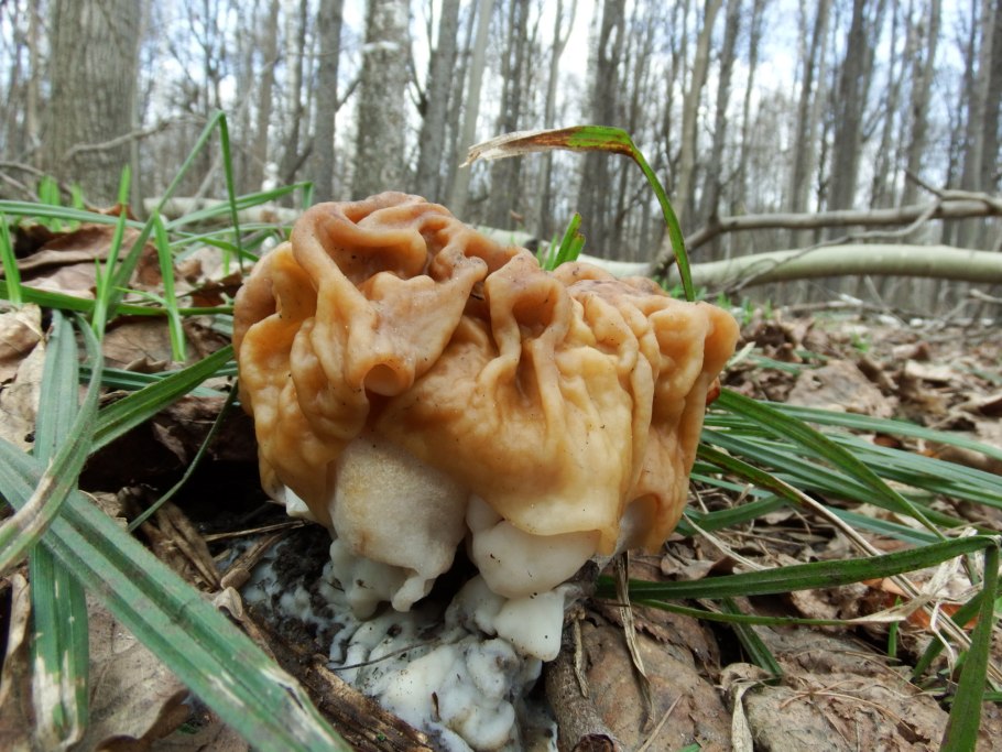 Ложная Морель