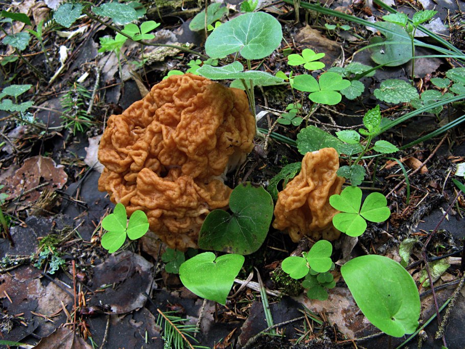 Гриб строчок и сморчок