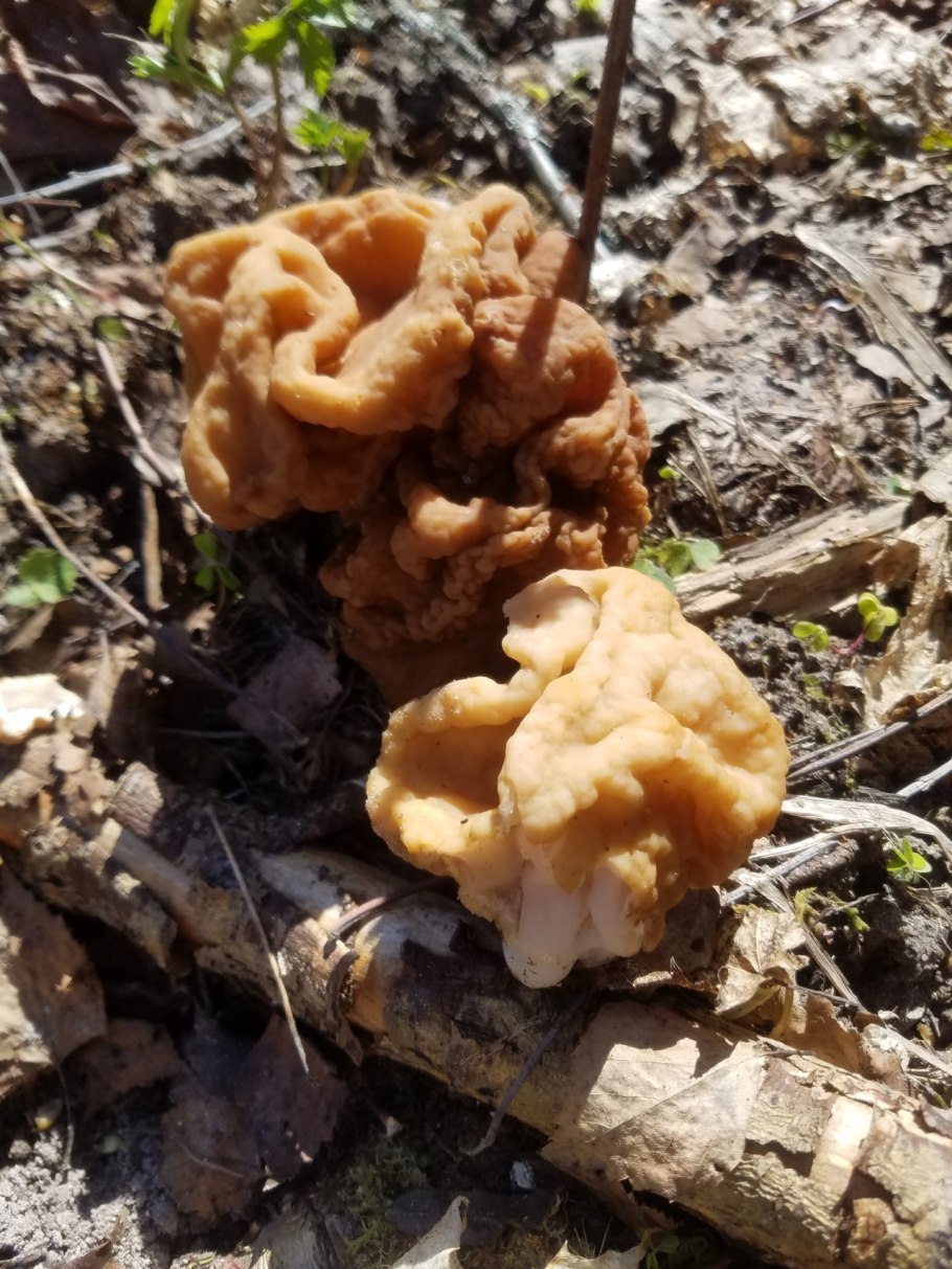 Сморчок гигантский