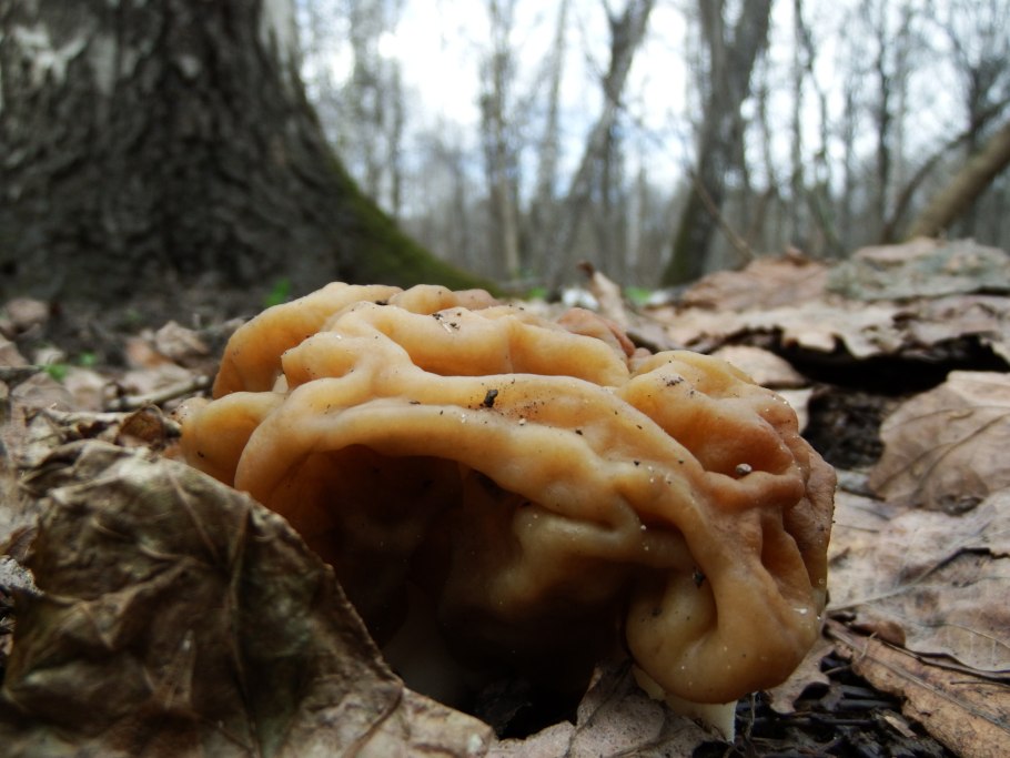 Гриб строчок гигантский