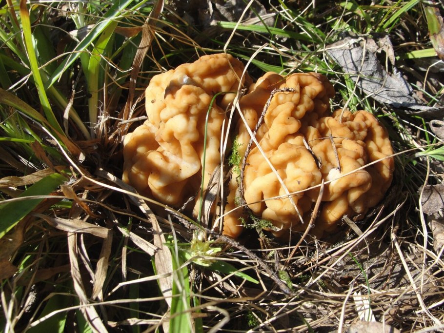 Строчок обыкновенный ядовитый