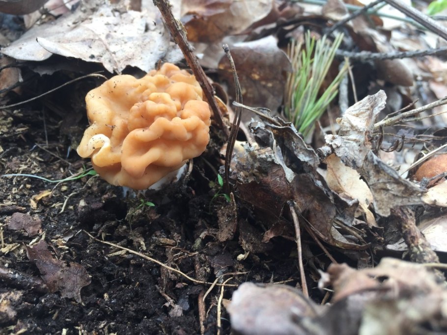 Строчок гигантский