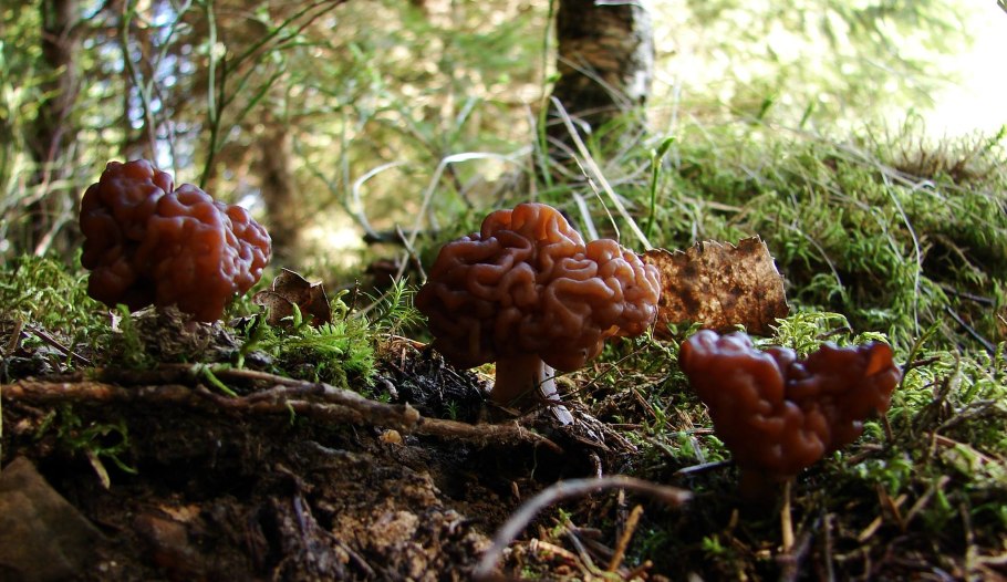 Строчок гигантский