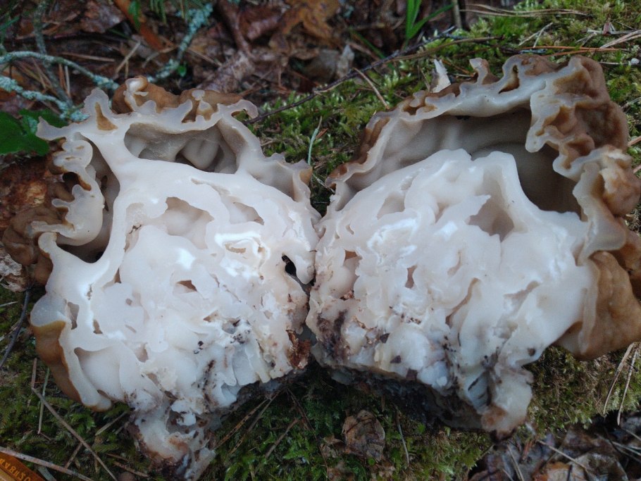 Строчок гигантский — Gyromitra Gigas.