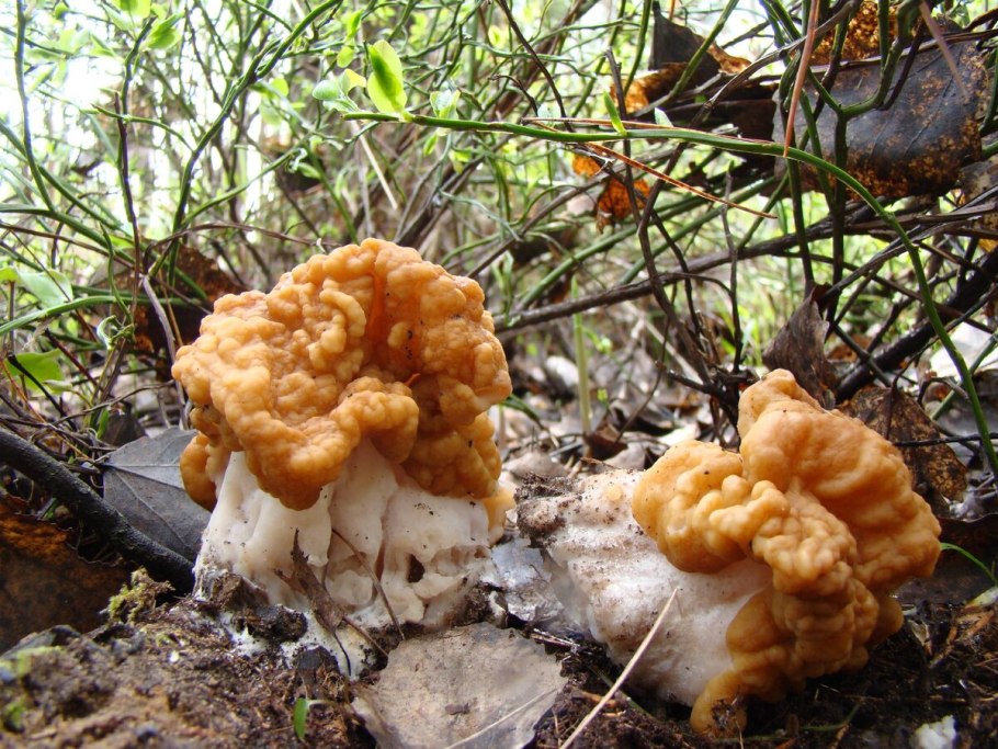 Gyromitra Fastigiata