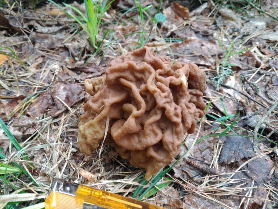 Гриб строчок обыкновенный