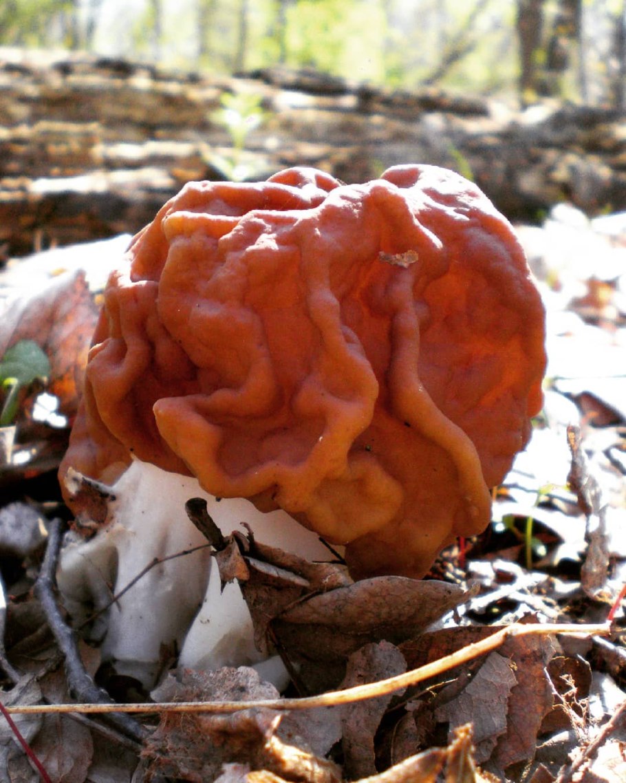 Строчок гриб съедобный или нет