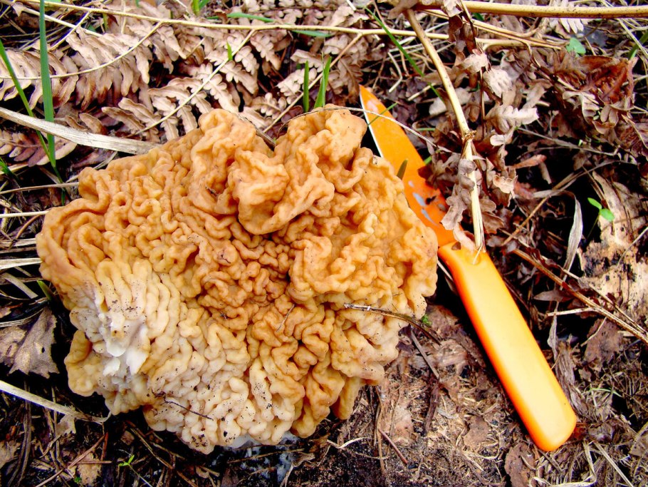 Строчок гигантский съедобен