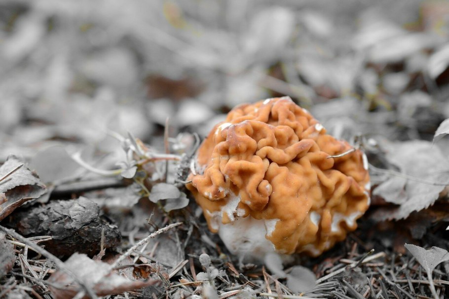 Аскомицеты сморчки