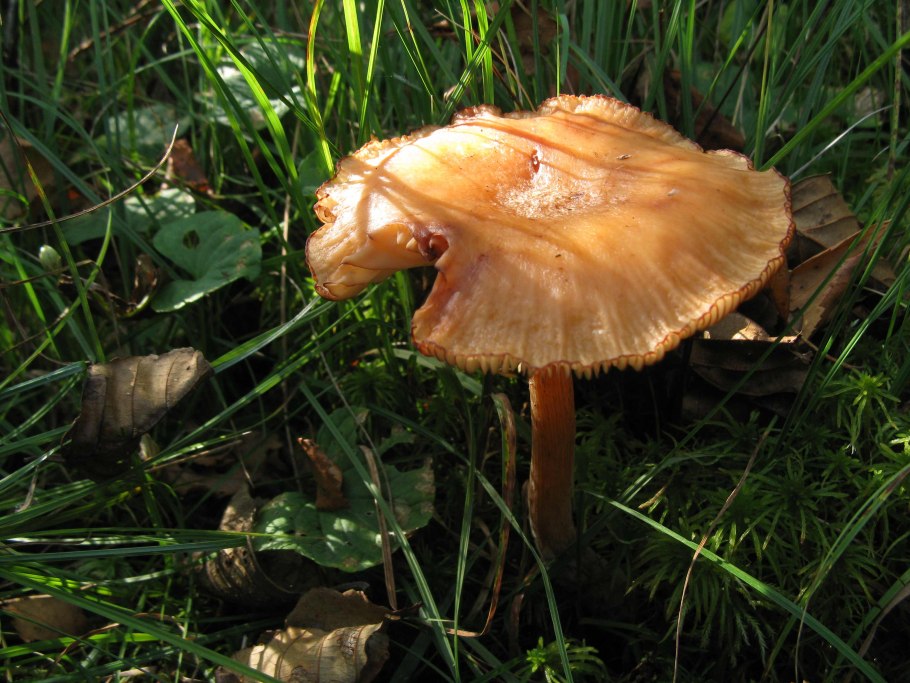 Опенок чеканный Armillaria ectypa