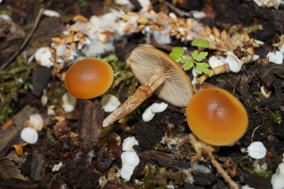 Hypholoma marginatum