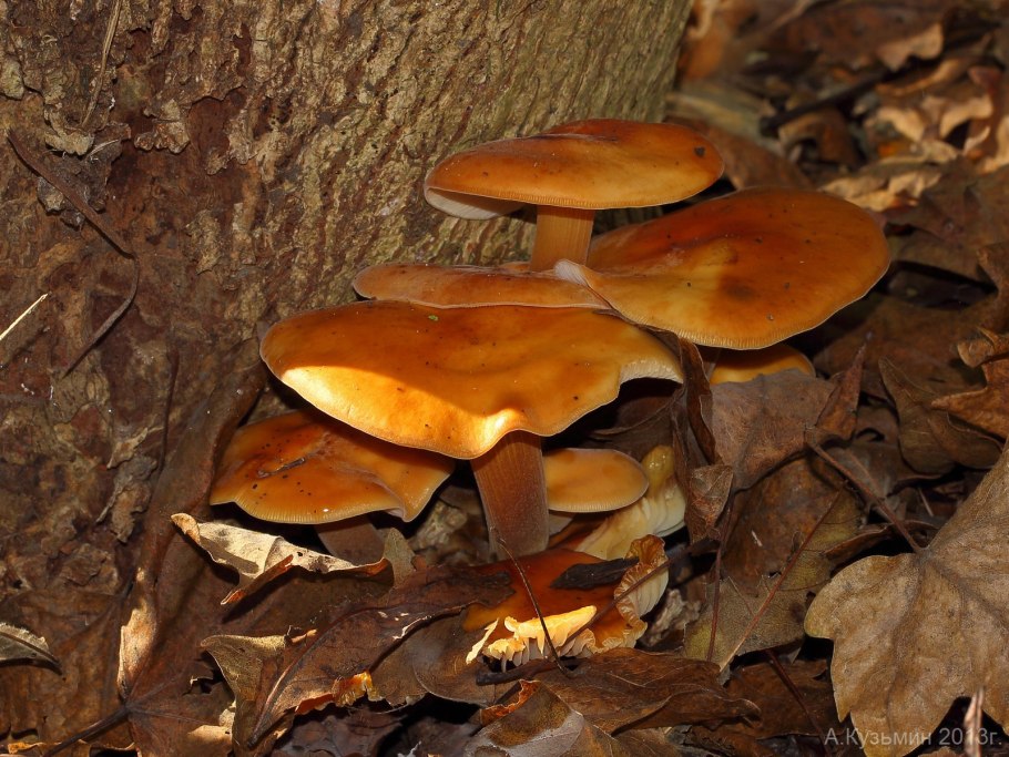 Белая фламмулина бархатная