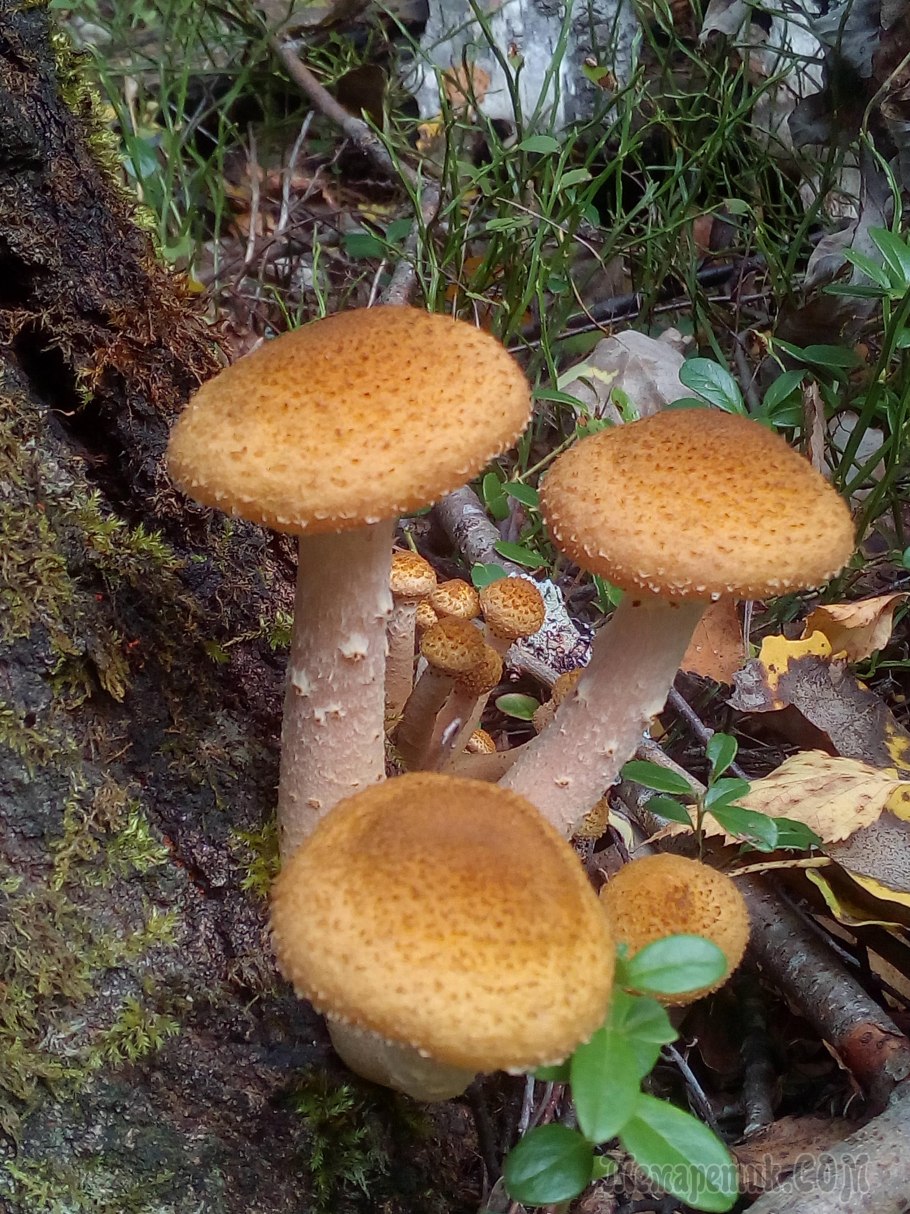 Лесные грибы в октябре