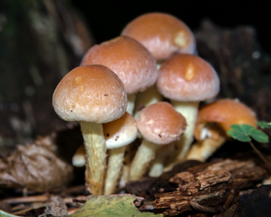 Hypholoma sublateritium