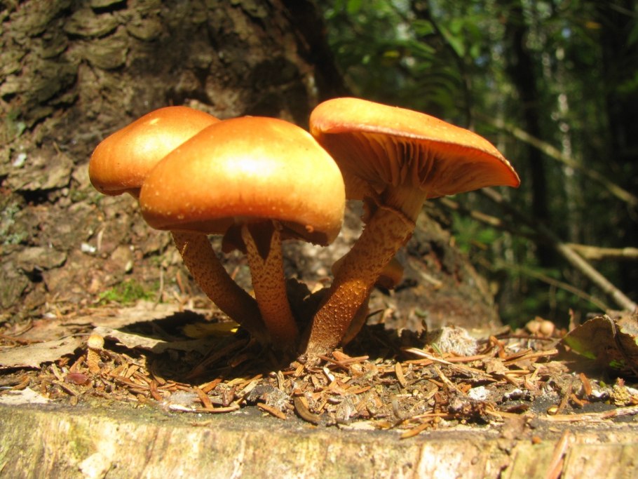 Фламмулина обыкновенная