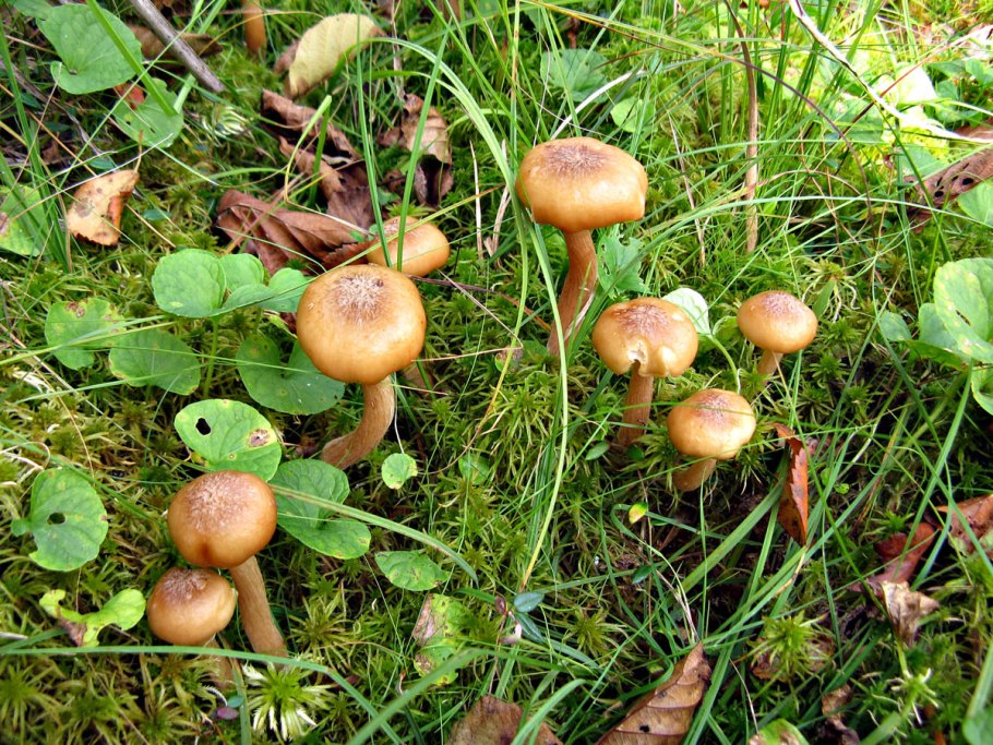 Ложноопенок кирпично-красный ядовитый