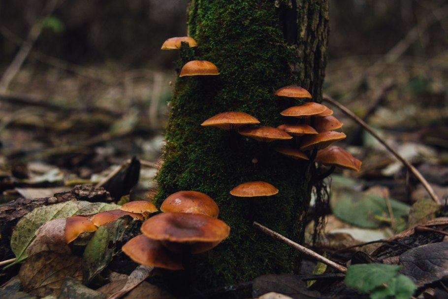 Галерина окаймленная Галерина окаймленная