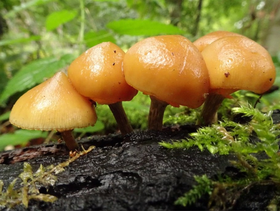 Тропические грибы съедобные