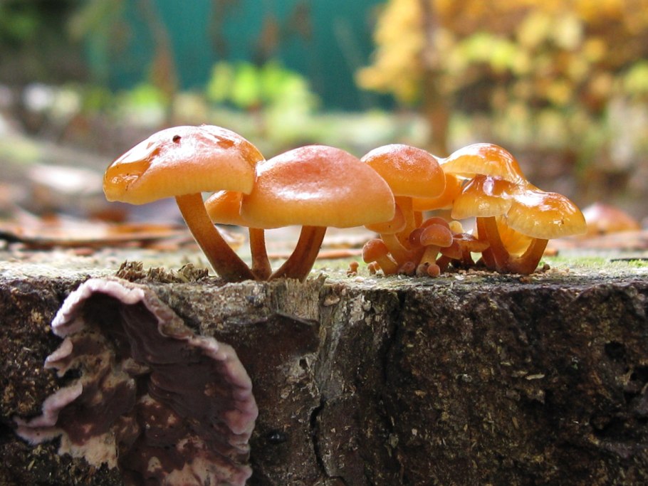 Галерина сфагновая Galerina sphagnórum