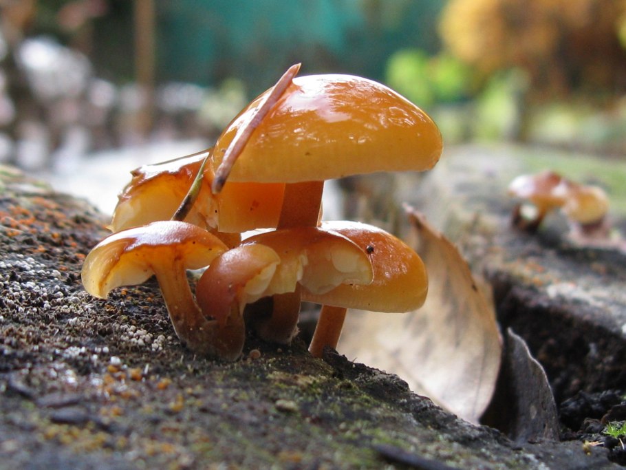 Гриб Гигроцибе