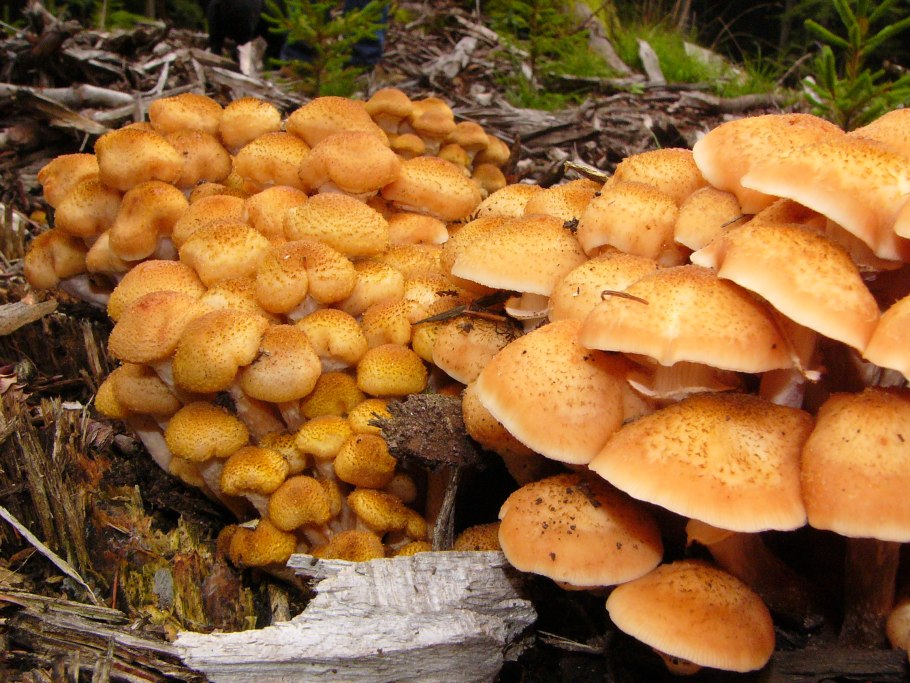 Опёнок сосновый