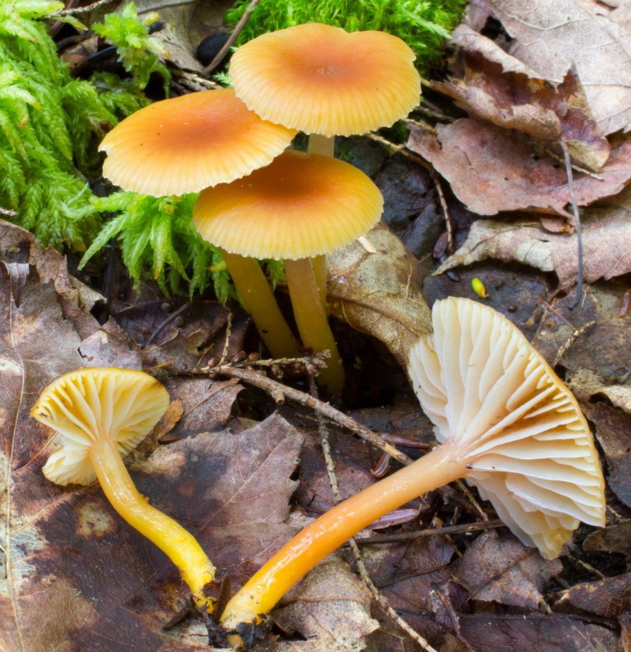 Опенок чеканный Armillaria ectypa