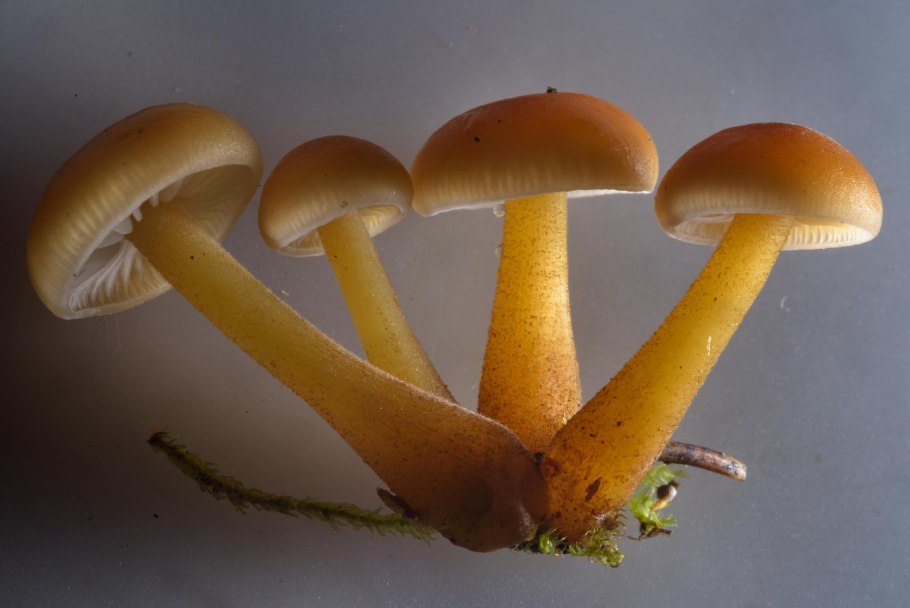 Осенний опенок фламмулина