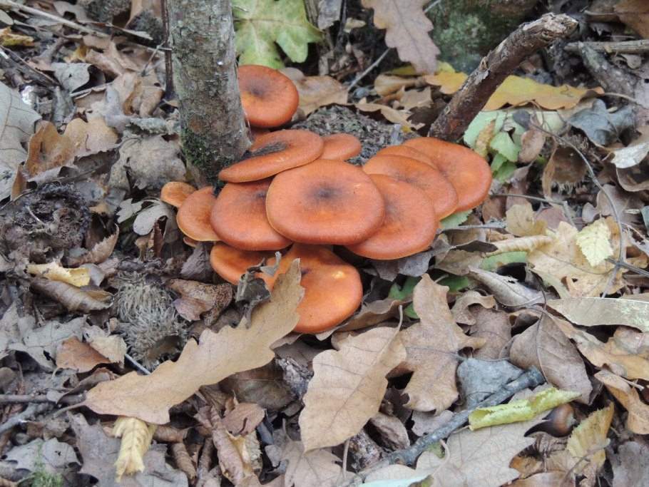 Омфалот маслиновый