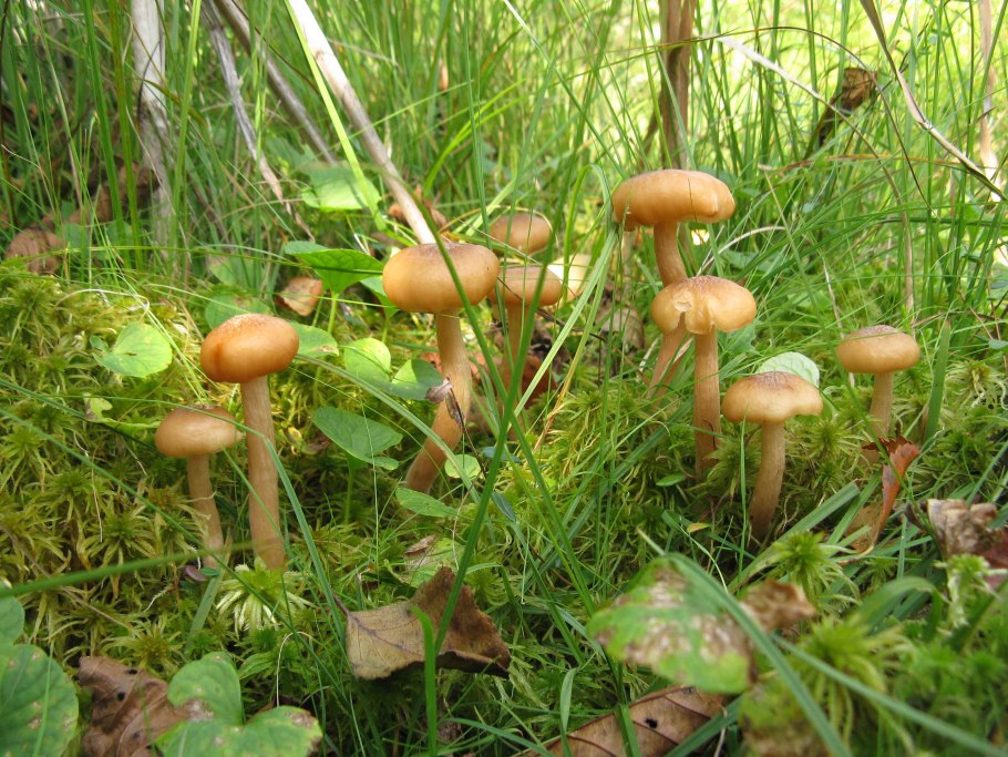 Ложная Лисичка гриб