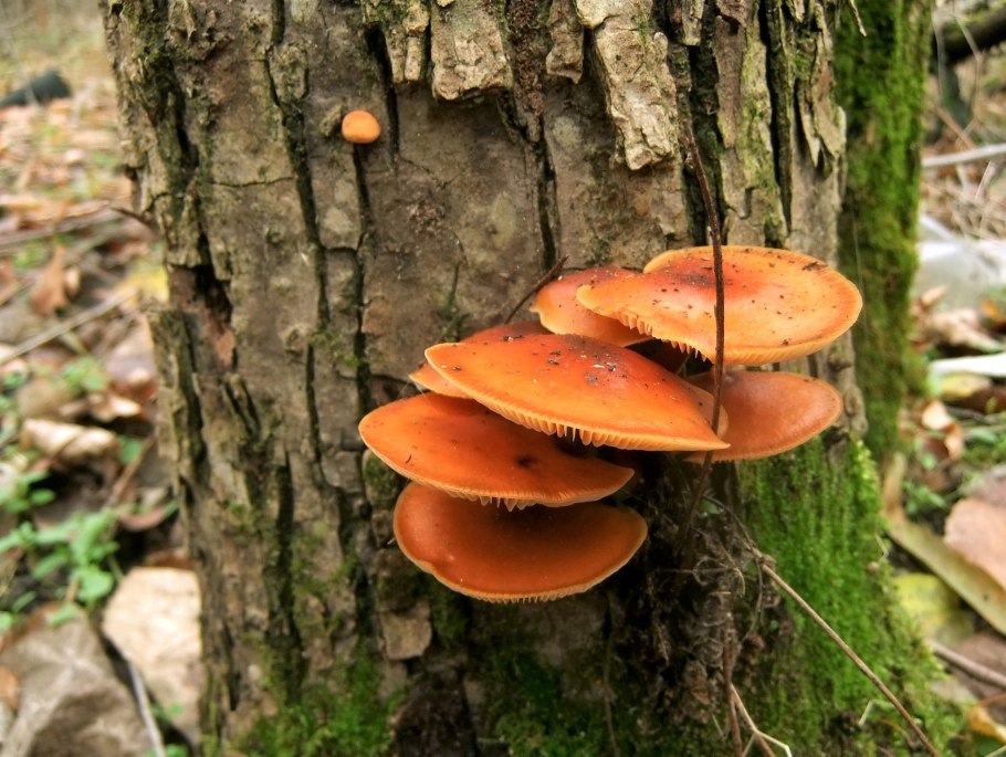 Зимний опенок фламмулина