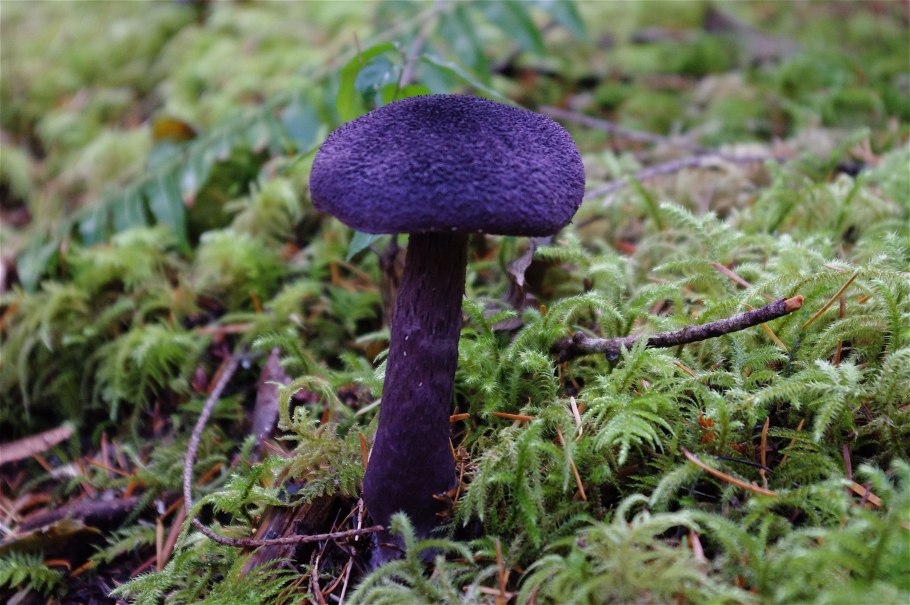 Паутинник фиолетовый