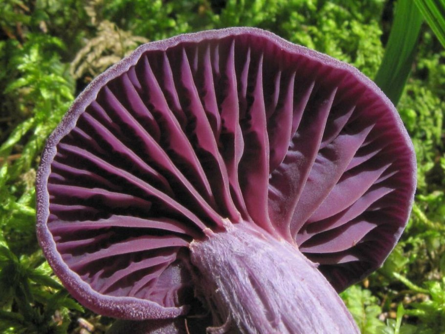 Лаковица Аметистовая / Amethyst Deceiver