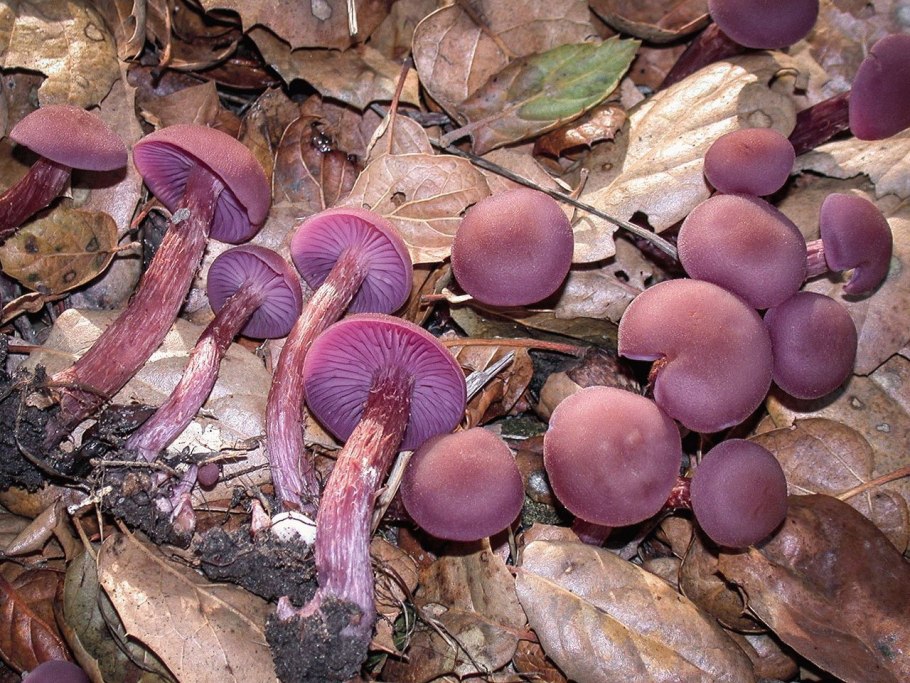 Паутинник синий