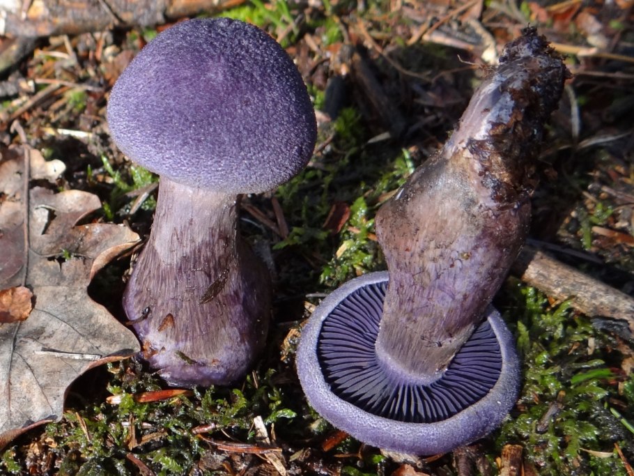 Паутинник фиолетовый (Cortinarius violaceus)