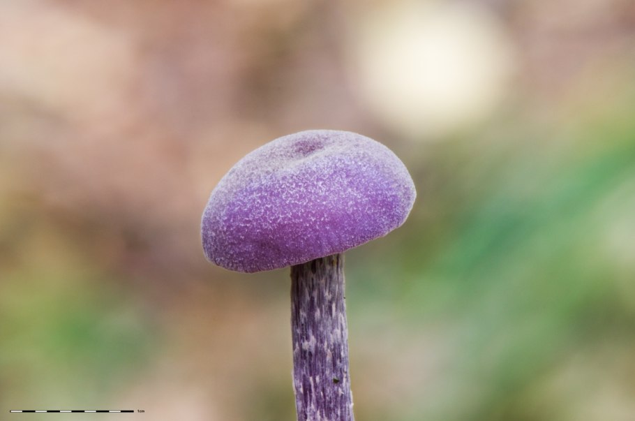 Laccaria amethystina