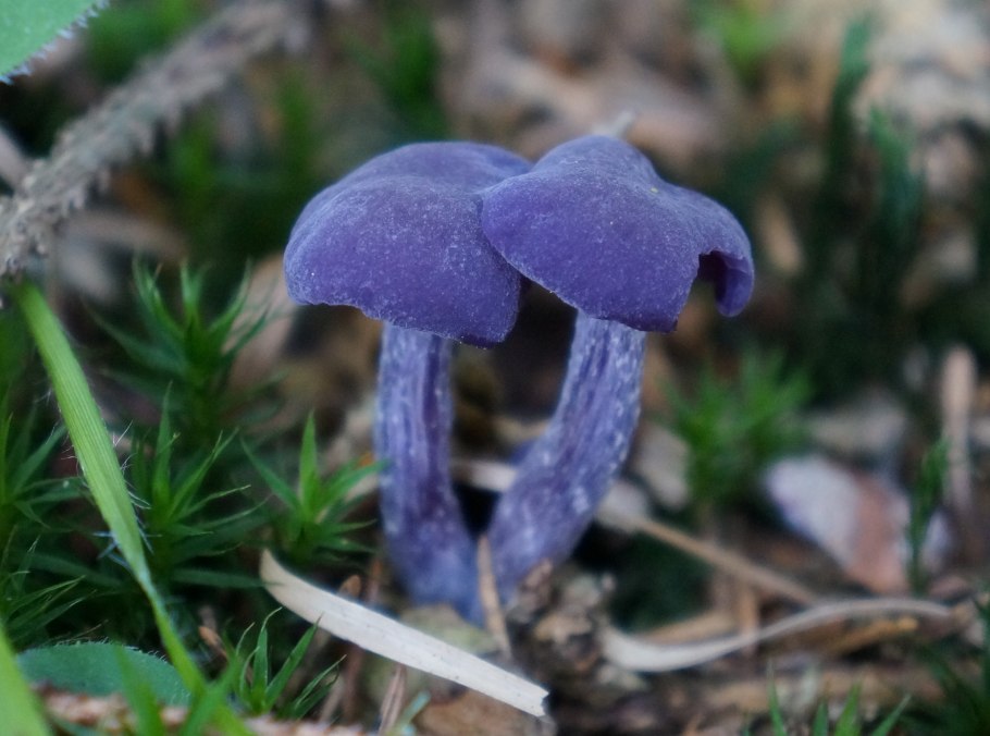 Лаковица Аметистовая / Amethyst Deceiver