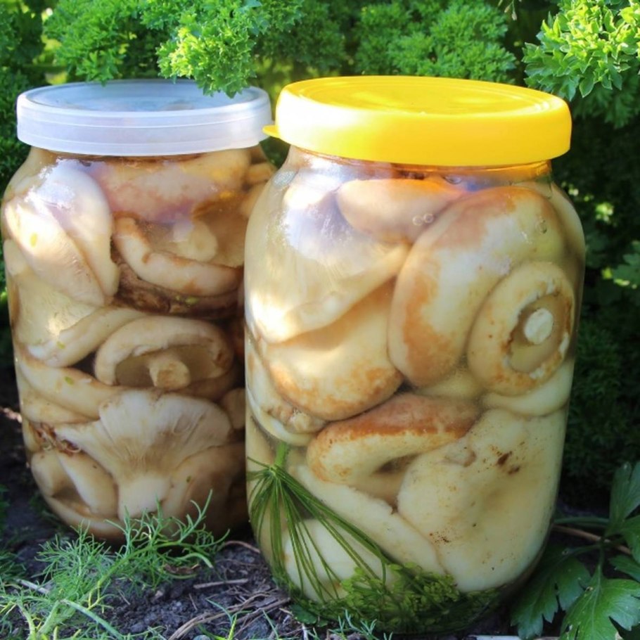 Грибы выложить вторым слоем