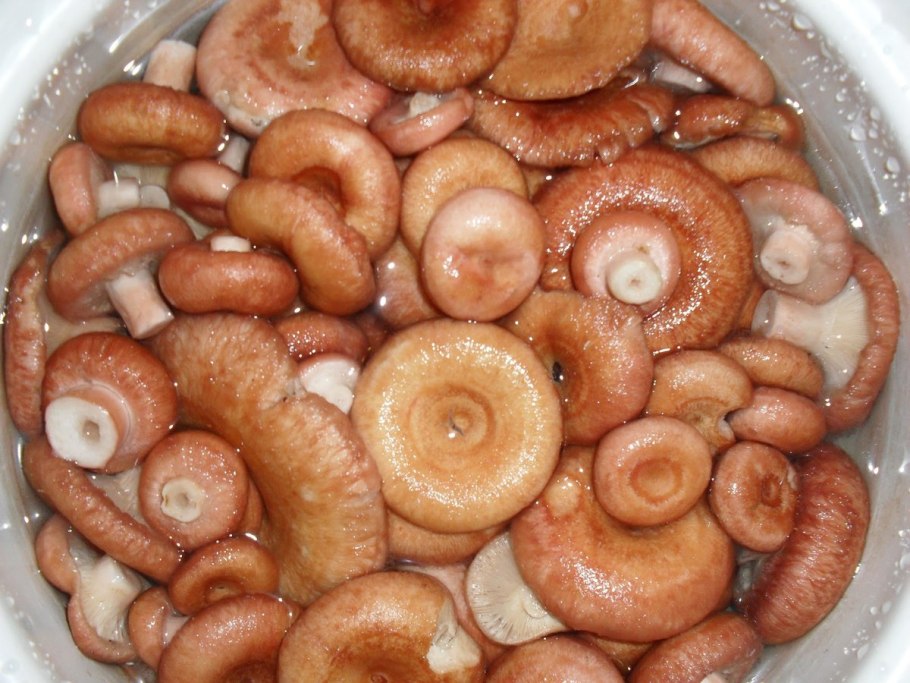 Грибы бычки в банке