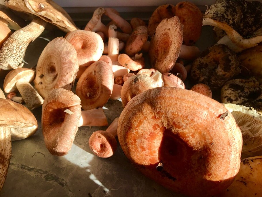 Соленые волнушки