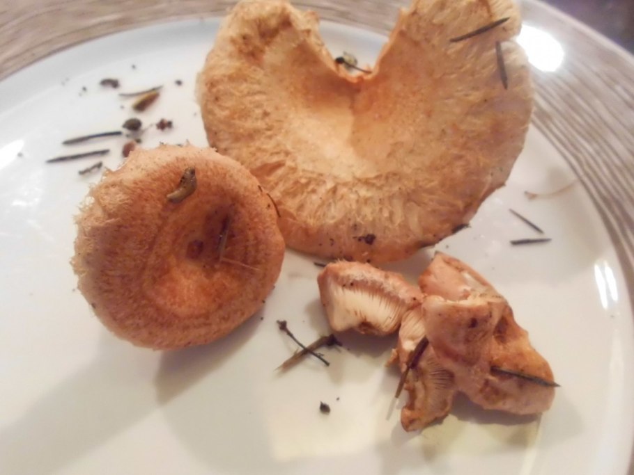 Грибы грузди белянки