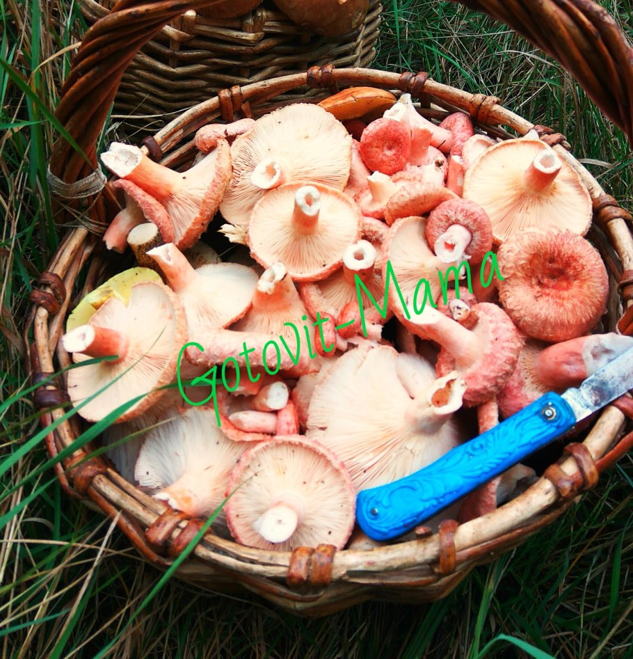 Засолка волнушек горячим способом