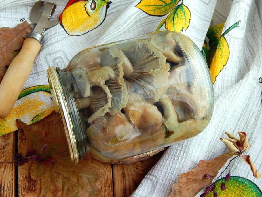 Грибы волнушки засолка