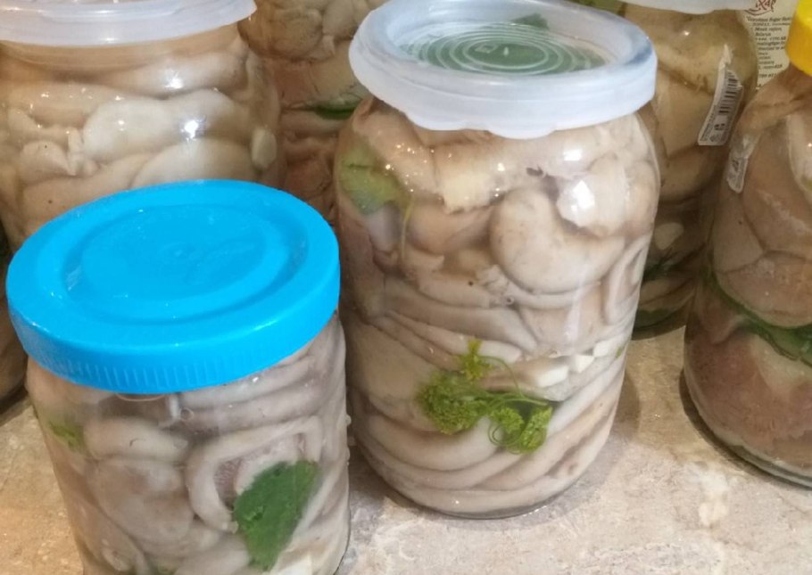 Соленые волнушки