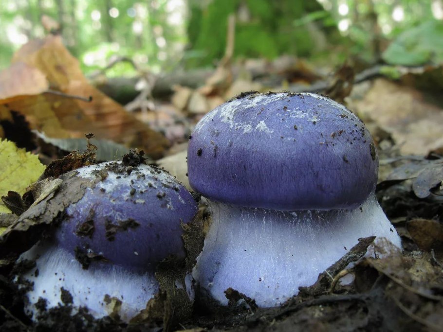 Паутинник голубой (Cortinarius coerulescens)
