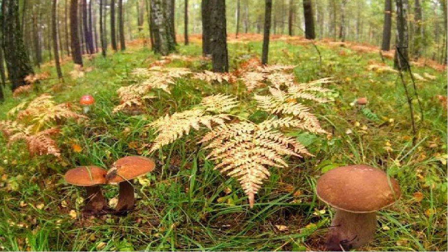 Пень в лесу