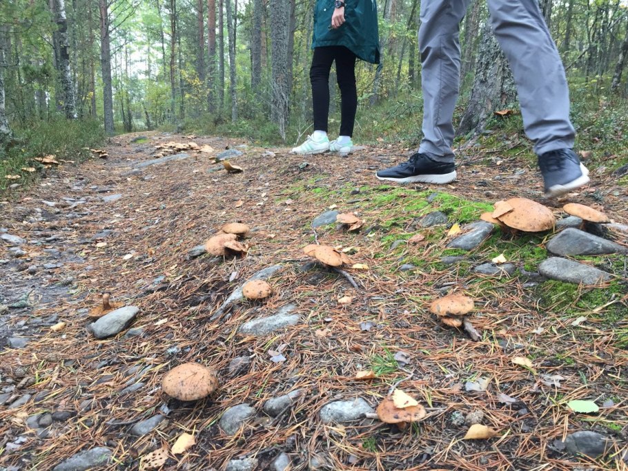 Грибная опушка груздь