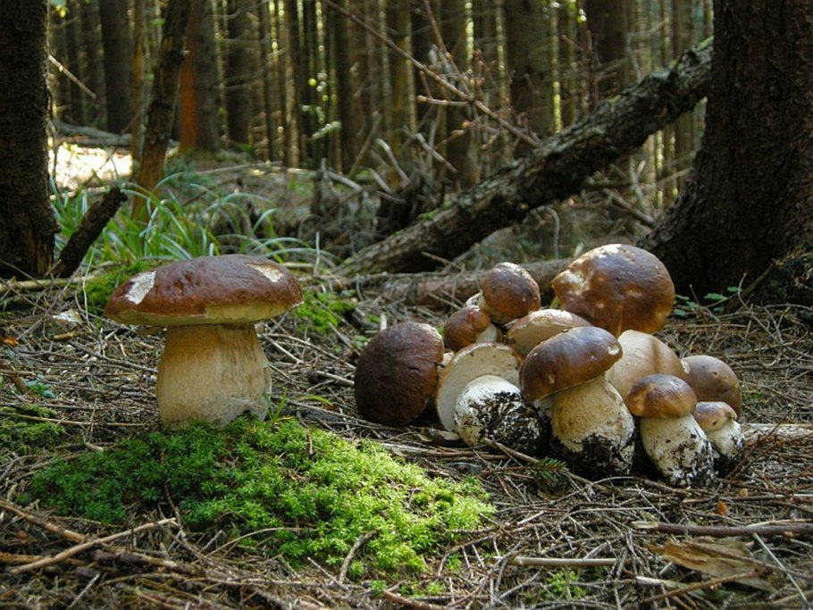 Boletus edulis