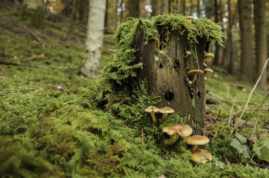 Грибы в лесу Эстетика